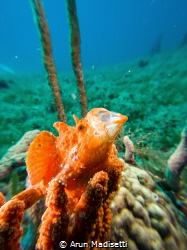 Frogfish yawning at the paparazzi (sealife micro3) by Arun Madisetti 